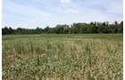 Property photo 2 - 78 Acres offered in 1 tract